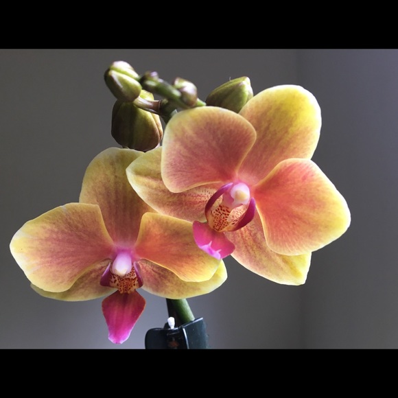 Meet your Posher, Jill - Picture 1 of 1